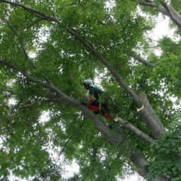 Tree Time Tree Service