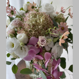 douceur/ドゥシュール