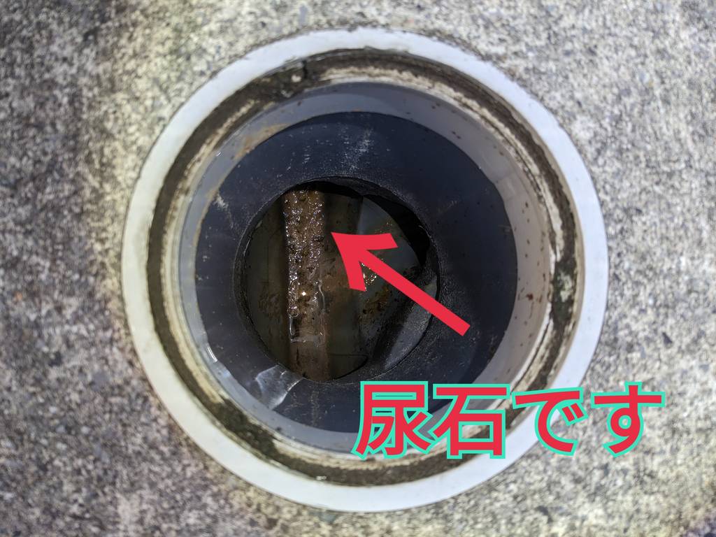 おそうじパパ | 埼玉県川口市 | ゼヒトモ
