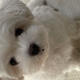 ペットシッターSS（サービスステーション）