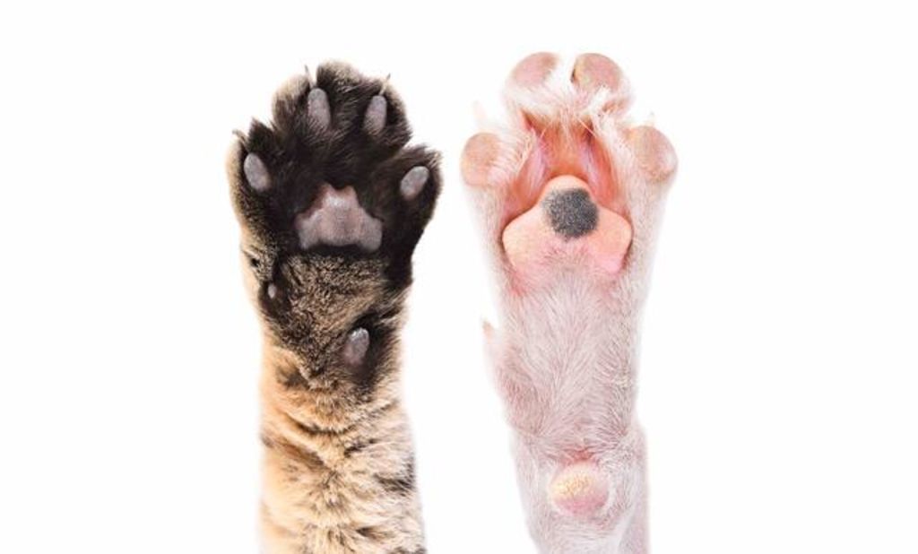 犬が肉きゅうを舐める4つの理由 異常時の対処法と手入れ方法も Zehitomo Journal 犬が肉きゅうを舐める4つの理由 異常時の対処法と手入れ方法も Zehitomo Journal