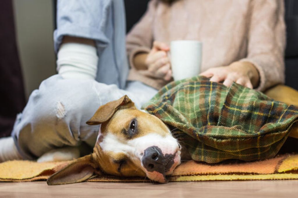 犬にきゅうりをあげても大丈夫 あげる際の4つの注意点 Zehitomo Journal