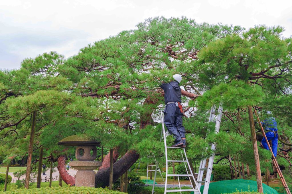 庭木の植え替えにかかる費用は 庭師に仕事を頼んだ場合の費用などを紹介 Zehitomo Journal