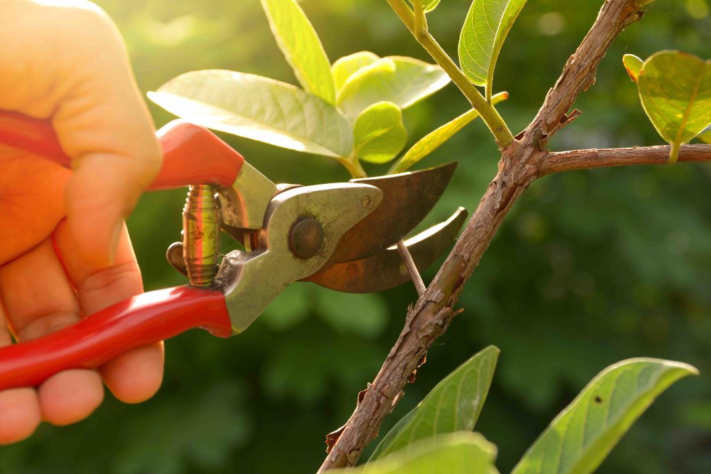 庭木の植え替えにかかる費用は 庭師に仕事を頼んだ場合の費用などを紹介 Zehitomo Journal