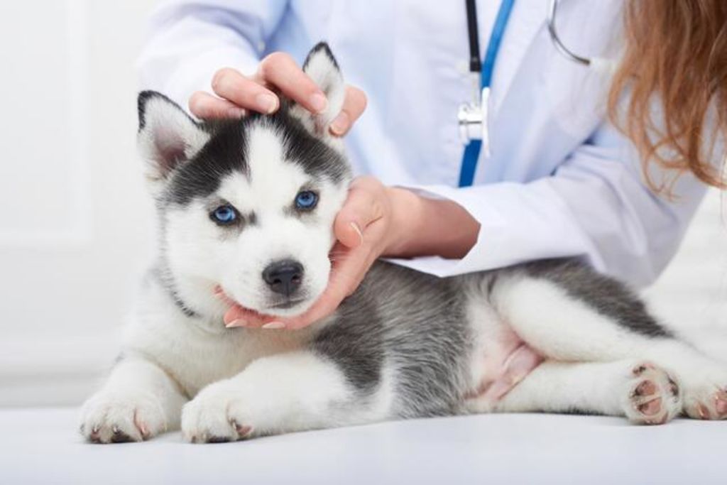 犬のイボ できものは良性か悪性か 症状 原因 解決法７つ Zehitomo Journal