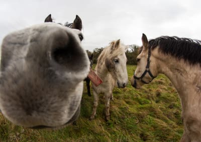 Horses in Ireland