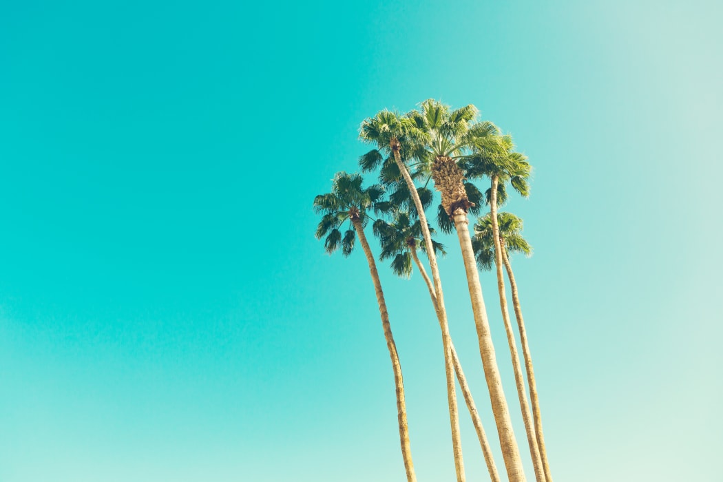California palm trees