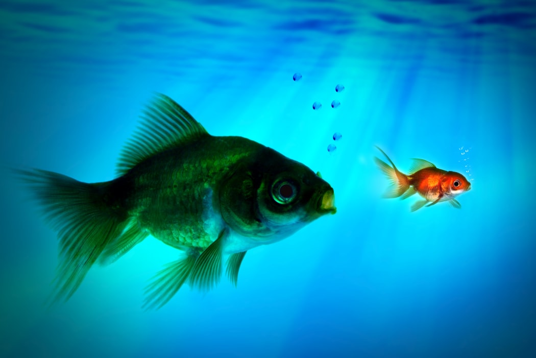 Bigger Fish