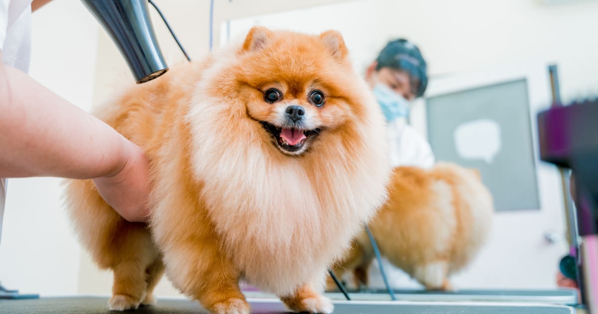 Prefurred pet wash and grooming sales