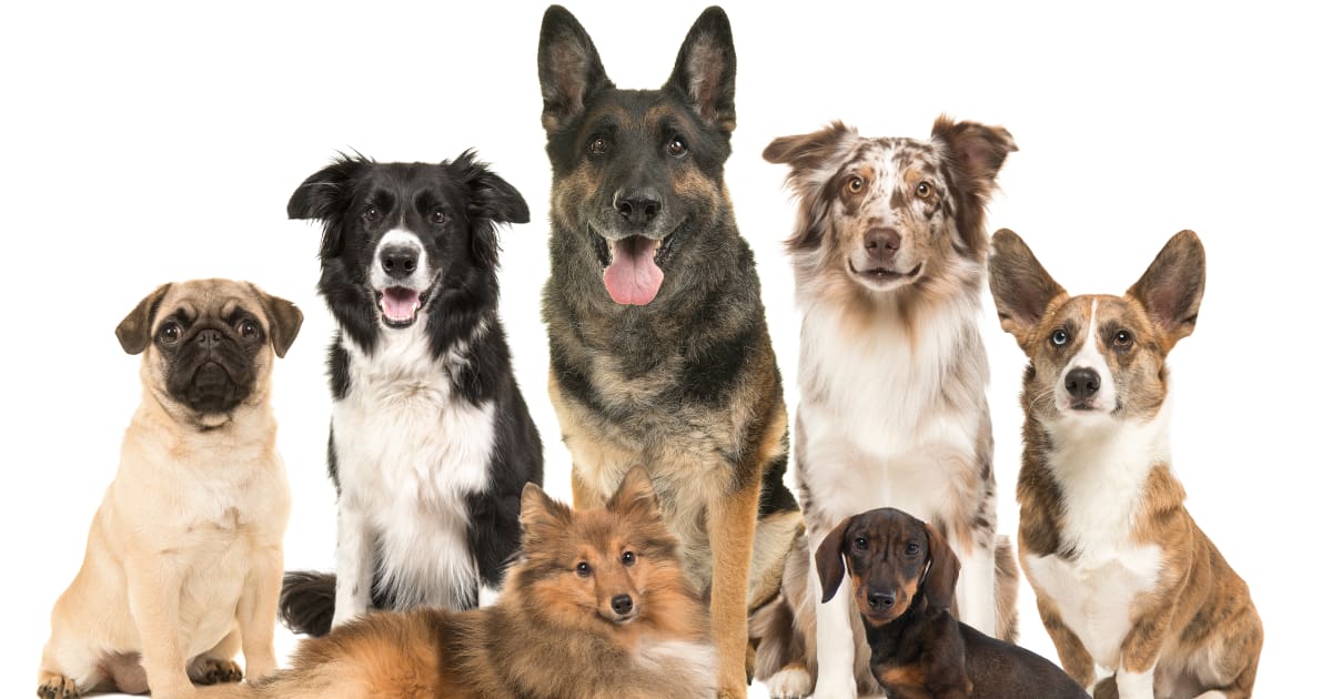 Dog breeds that go well together shop