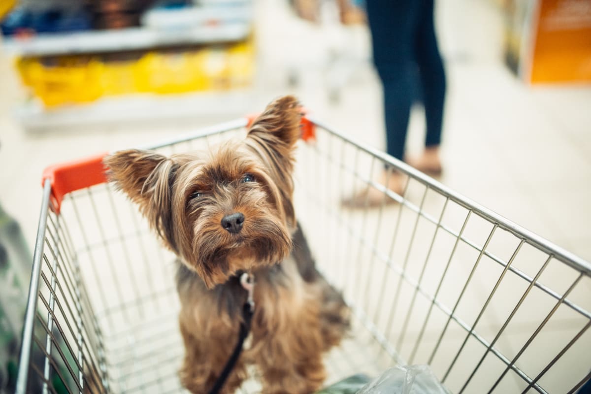 dog in shopping cart