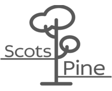 Scots Pine