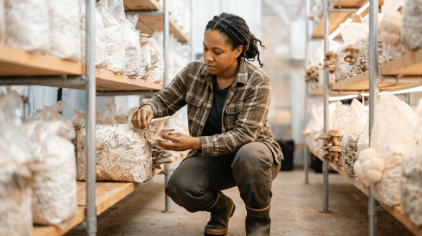Gourmet mushroom farmer harvesting specialty mushrooms for an organic mushroom farming business