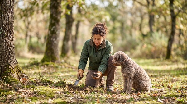 Truffle farm owner working on their new business idea