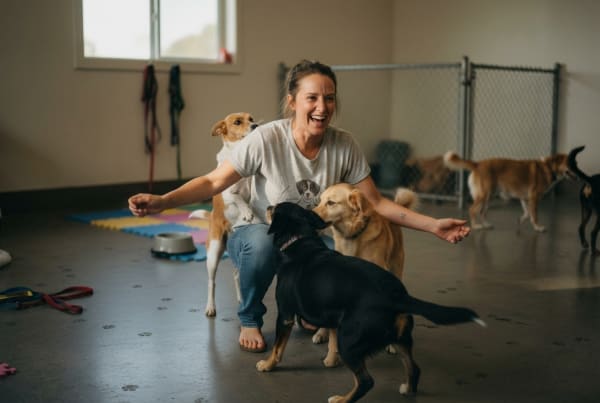 How to Start a Dog Daycare Business: An 8-Step Guide
