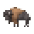 bison