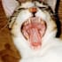 cat2151
