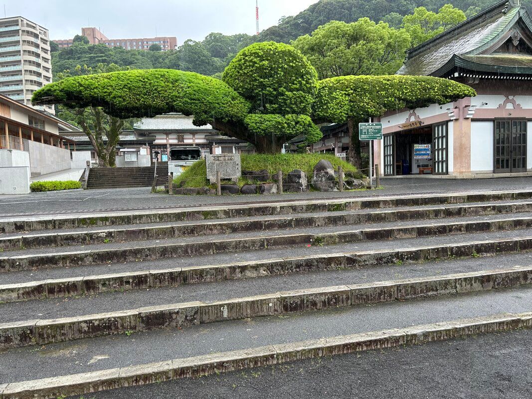 斉鶴(さいかく)と呼ばれるイヌマキの木