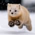 ふく