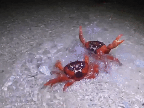 dancing crabs