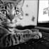 bitcat