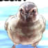 uzuraming