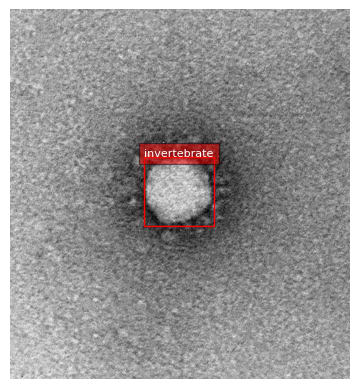 物体検出結果は invertebrate