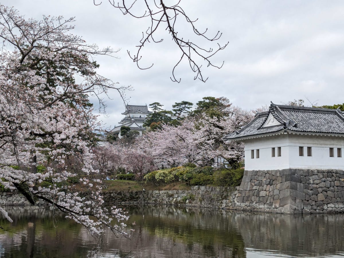 小田原城の桜