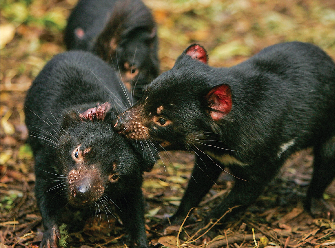 Tasmanian devils claw their way back from extinction ( they still need our help ) 