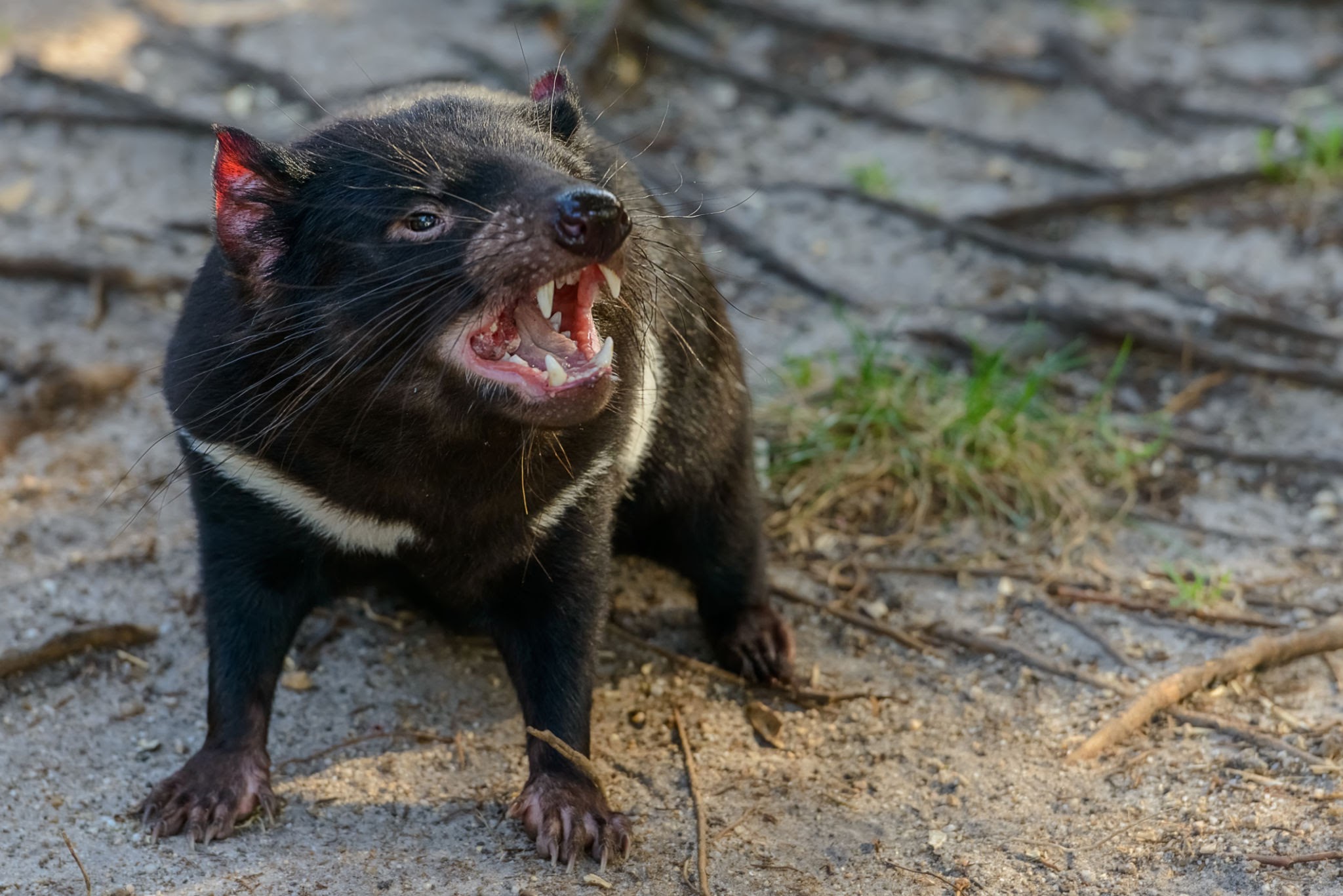 Tasmanian Devils Park - welcome to devils @ cradle