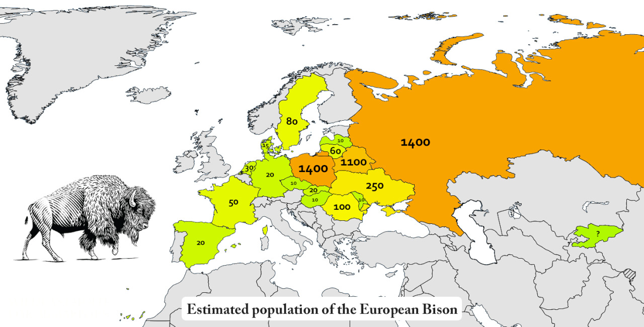 Bison, Europe's heaviest land mammals, once roamed expansively but faced near-extinction due to hunting and habitat loss.