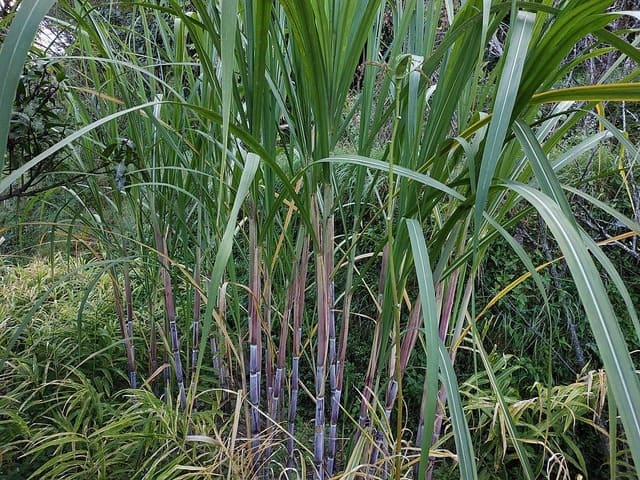 Sugarcane Varieties