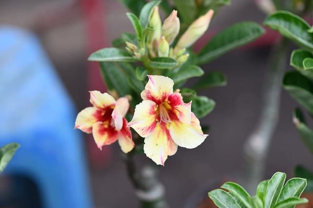 Sellers List: Adenium Seeds and Plants