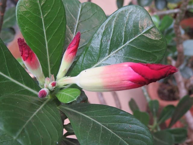 Adenium Buds Falling Off: Why & How to Fix?