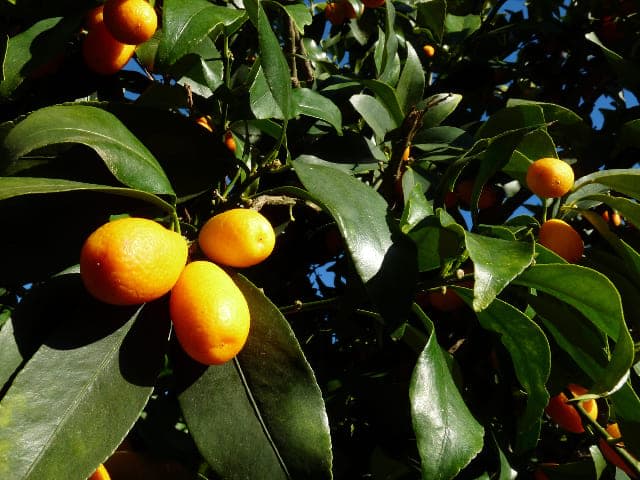 Why Are the Leaves Keep Falling Off My Kumquat Tree