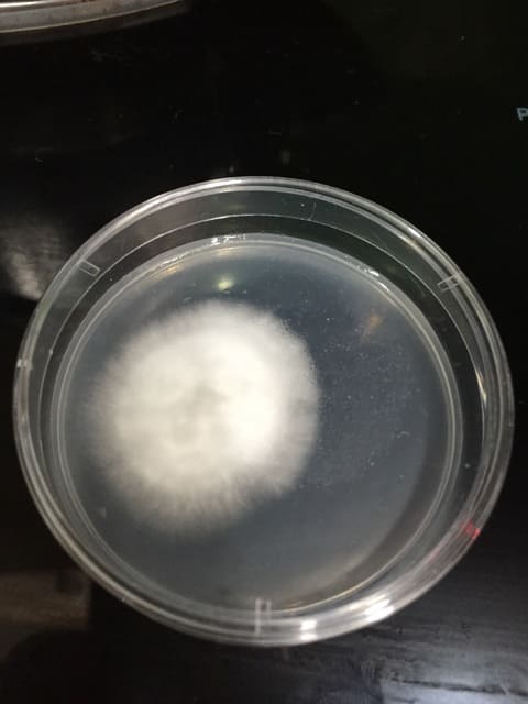 Cloning Paddy Straw Mushroom on Agar