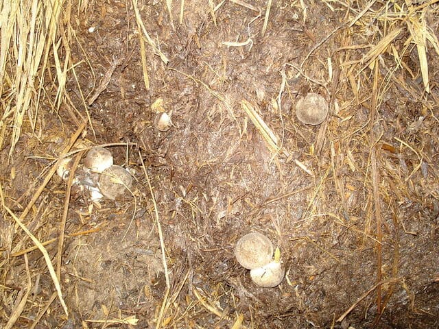 Paddy Straw Horse Straw” - (Volvariella volvacea) - Mushroom Mountain