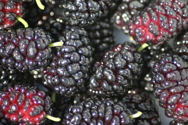 Fermenting Mulberries