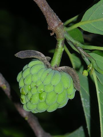 How to Grow Na Dai Sugar Apple