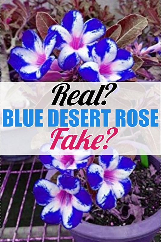 blue-desert-rose-real-or-fake