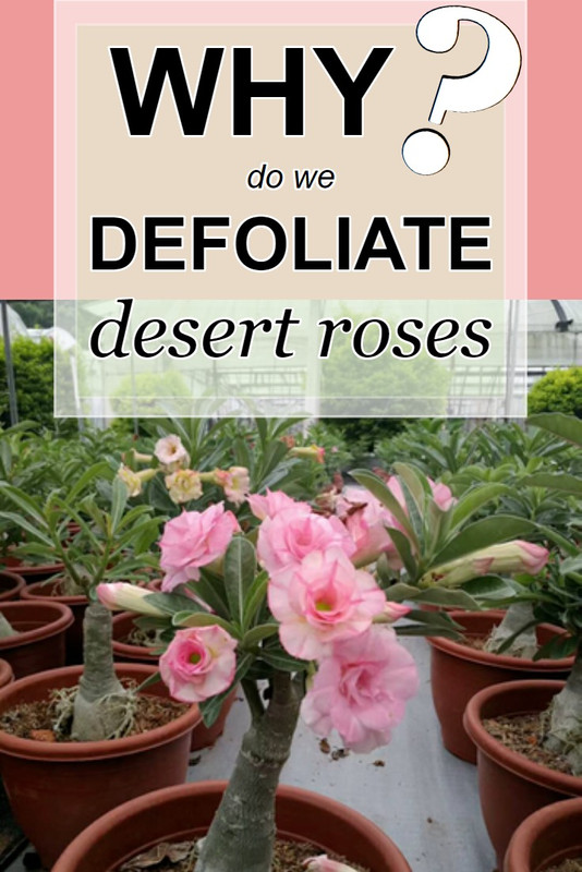 why-we-defoliate-desert-roses