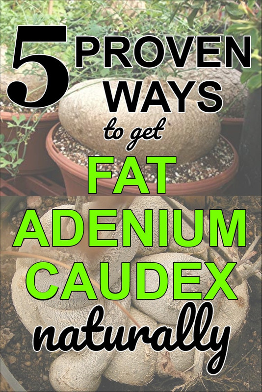 make-adenium-caudex-larger-bigger