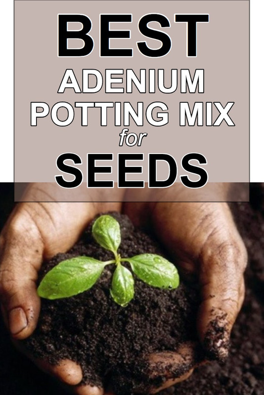 best-potting-mix-for-adenium-seeds