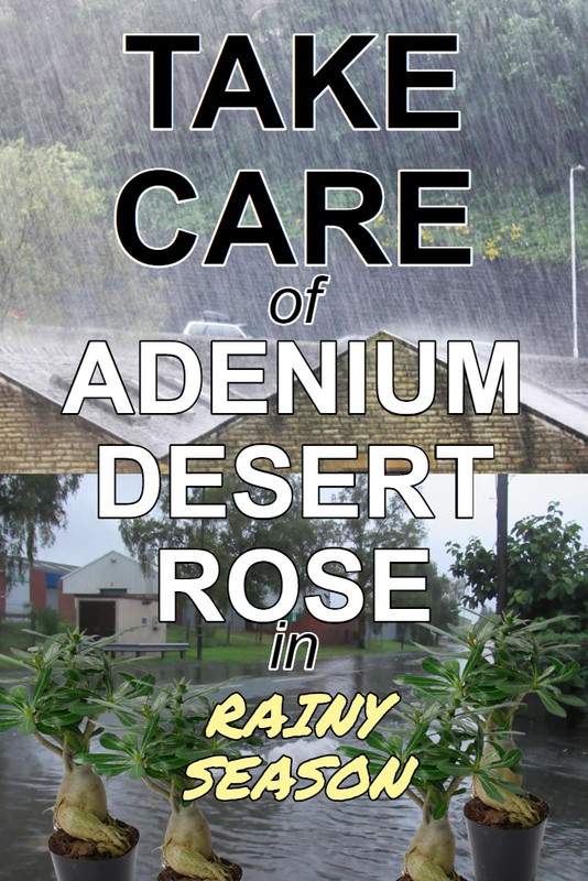 adenium-care-on-rainy-days