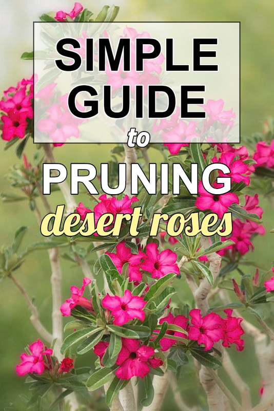 pruning-desert-rose-guide