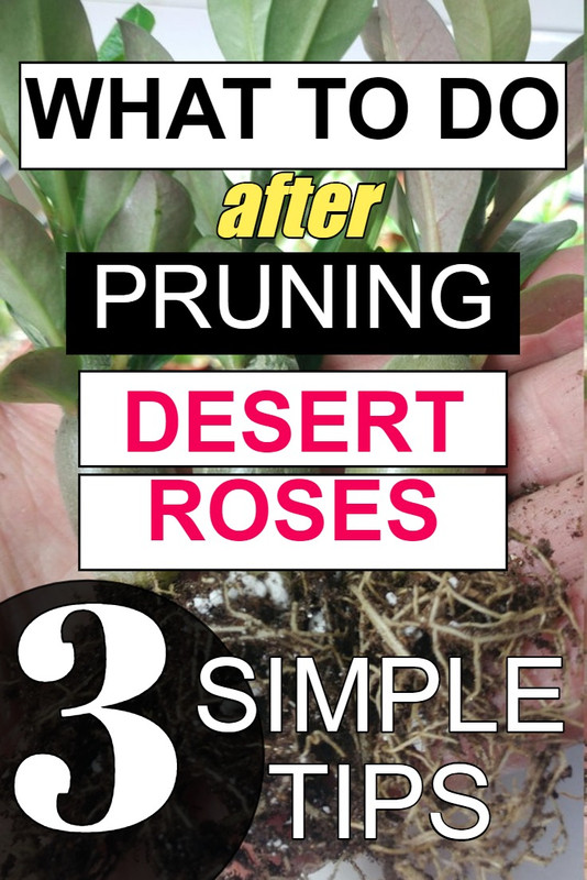 what-to-do-after-pruning-desert-roses