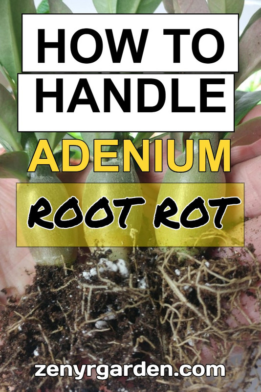 handle-adenium-root-rot