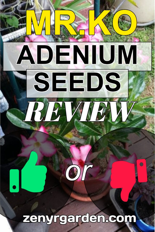 mr-ko-adenium-seeds-review