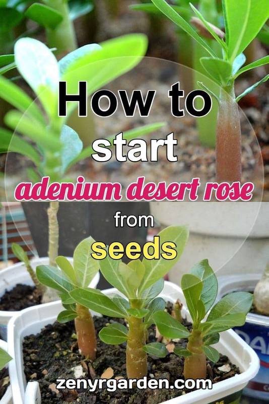 start-desert-roses-from-seeds
