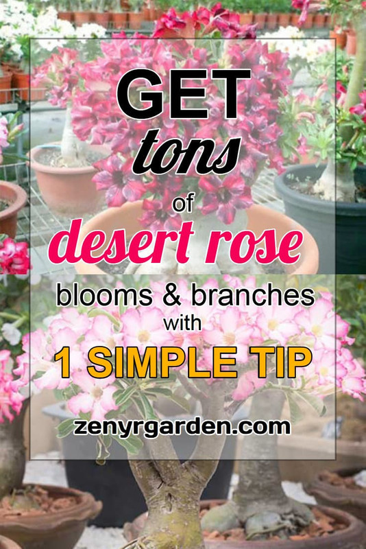 multiply-adenium-branches-without-pruning
